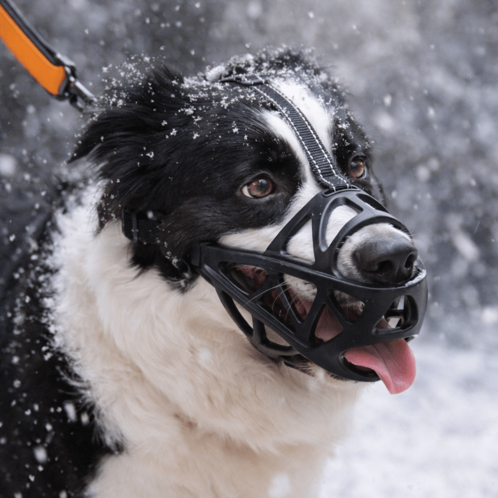 Hundemaulkorb – Atmungsaktives Design & Weiche Passform für Alltag und Training