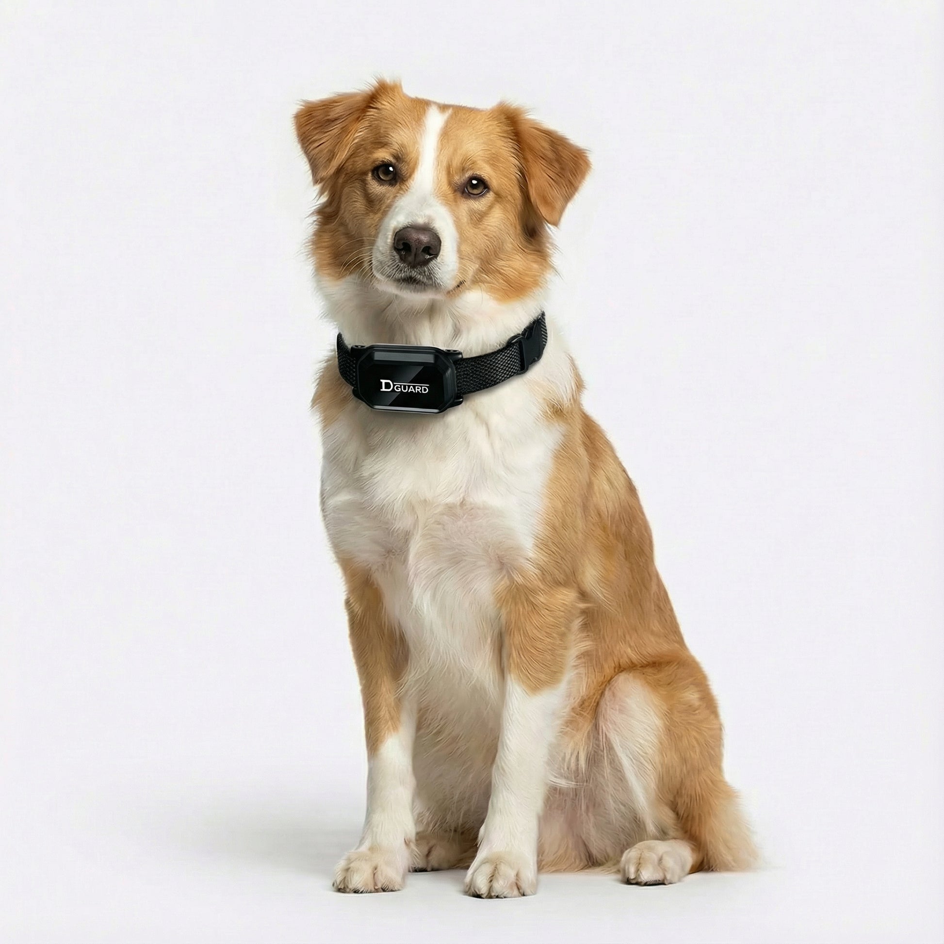 Hundehalsband Mit Fernbedienung