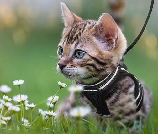 Katzengeschirr mit Leine - AdventureKit 1