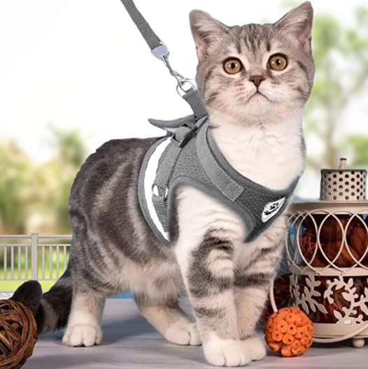 Katzengeschirr mit Leine - AdventureKit 6