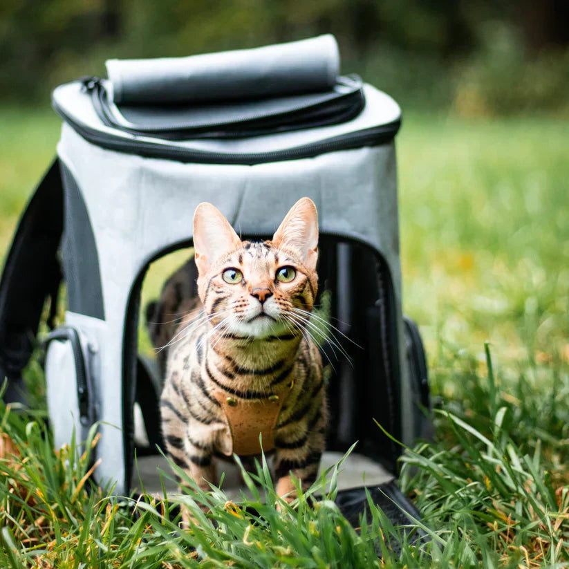 Katzenrucksack – PurrPack 5