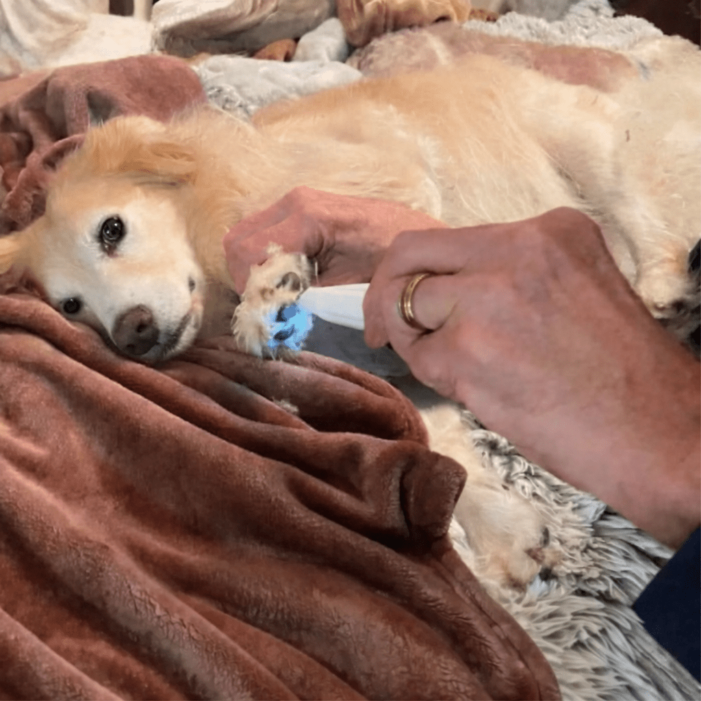 SILENTPET TRIMMER – Leiser Hundehaarschneider für sanftes Trimmen 1