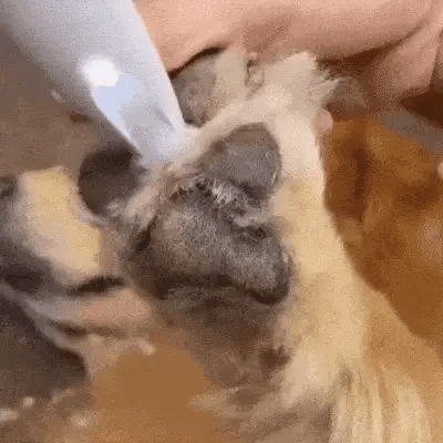 SILENTPET TRIMMER – Leiser Hundehaarschneider für sanftes Trimmen 4